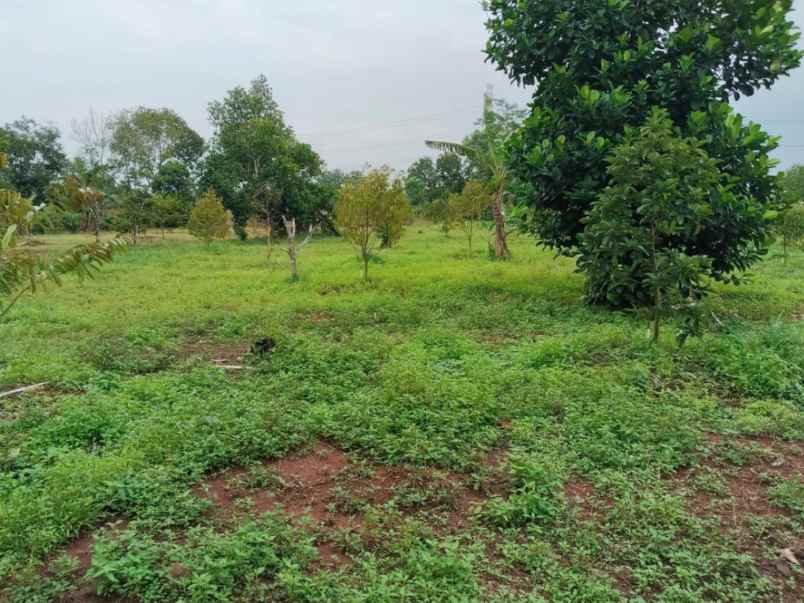 dijual tanah desa cijunti campaka