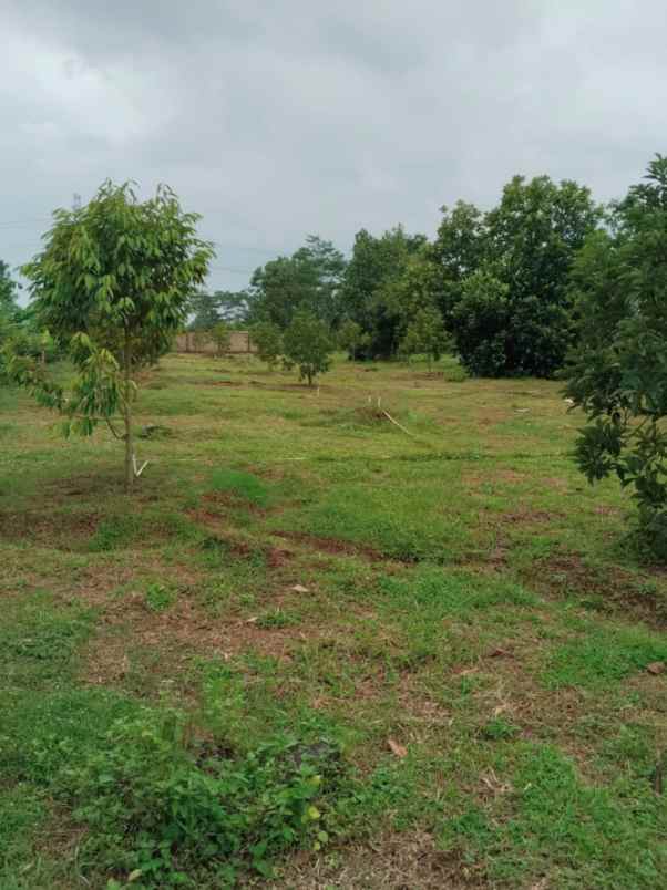 dijual tanah desa cijunti campaka