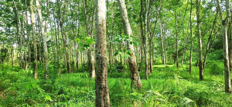 dijual tanah desa midar kecamatan