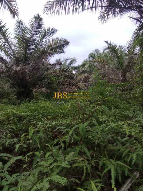 dijual tanah di desa ujung deleng kec sibolangit