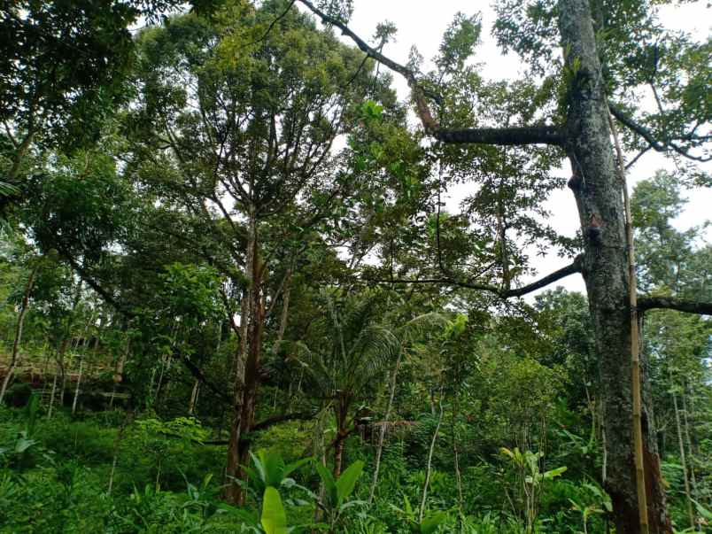 dijual tanah kebun durian 3600m mojogedang karanganyar