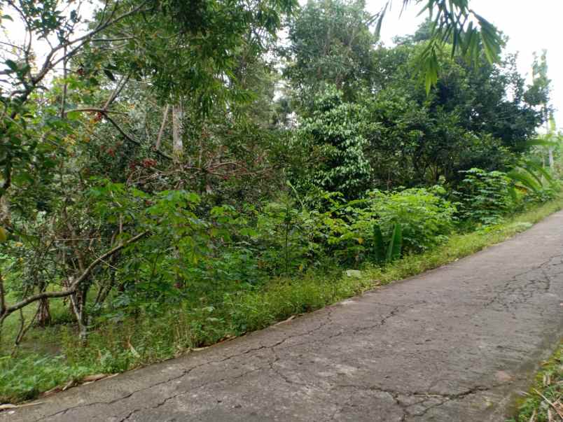 dijual tanah kebun durian 3600m mojogedang karanganyar