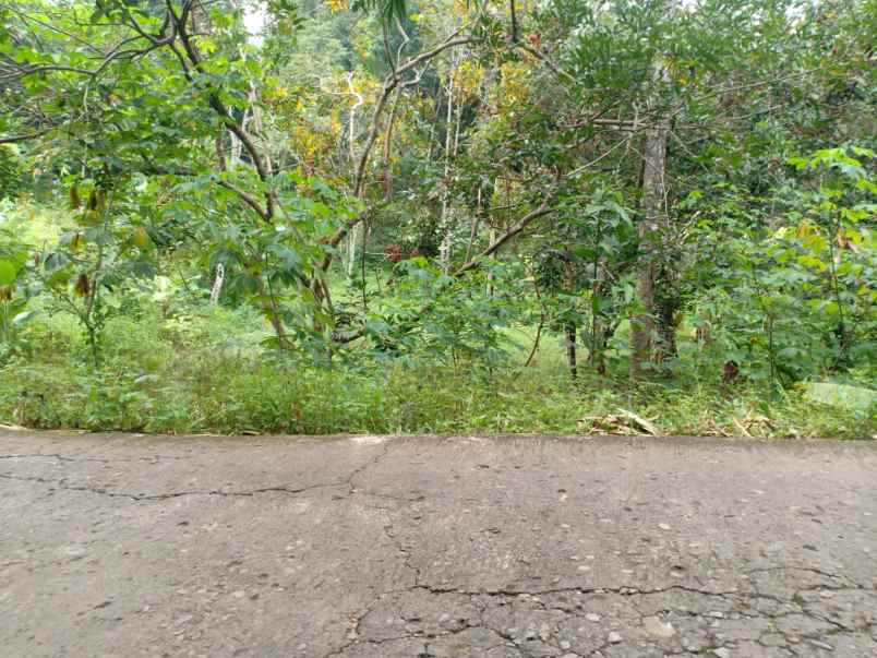 dijual tanah kebun durian 3600m mojogedang karanganyar