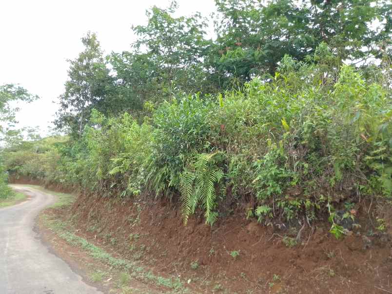 dijual tanah kebun murah dan strategis