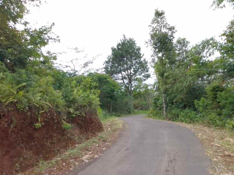 dijual tanah kebun murah dan strategis