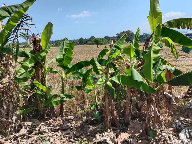 dijual tanah kelating tabanan bali