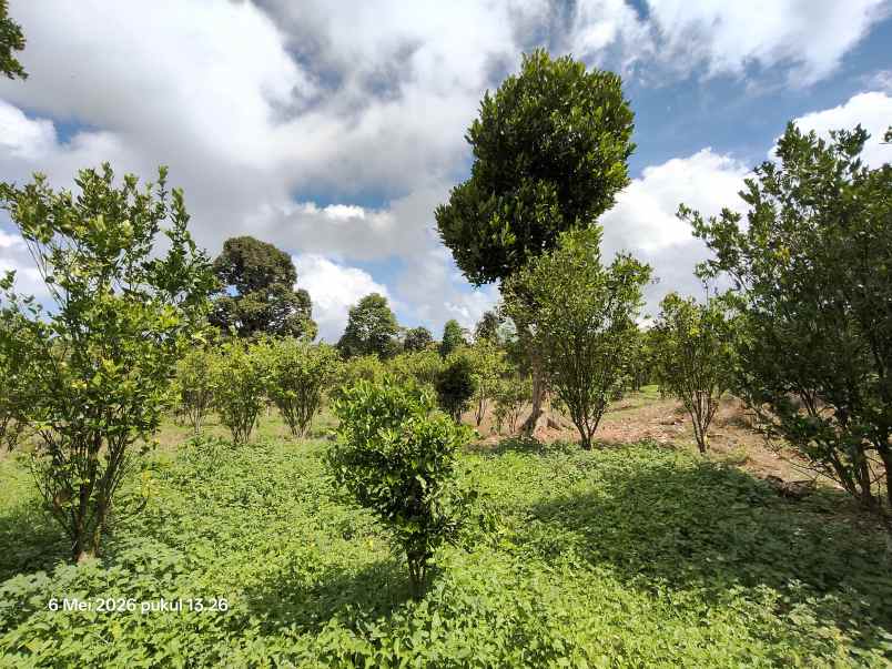 dijual tanah kintamani bangli bali