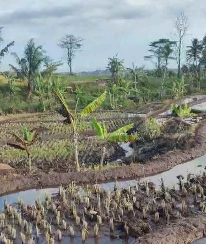 dijual tanah rando bawa kec mandirancan