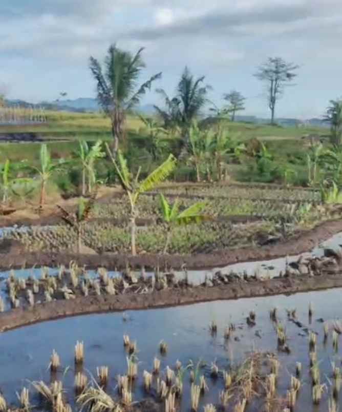 dijual tanah rando bawa kec mandirancan