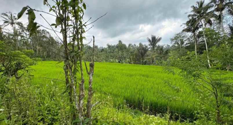 dijual tanah sanda pupuan tabanan