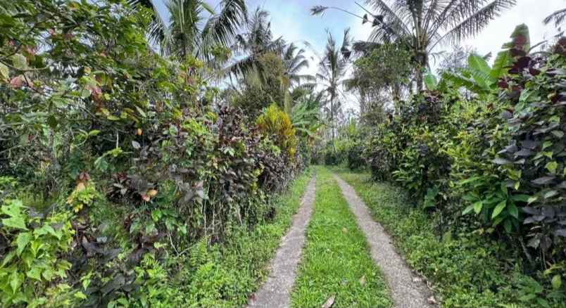 dijual tanah sanda pupuan tabanan
