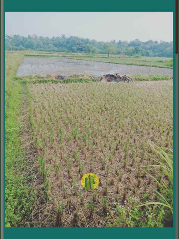 dijual tanah sawah dengan legalitas ajb di walantaka