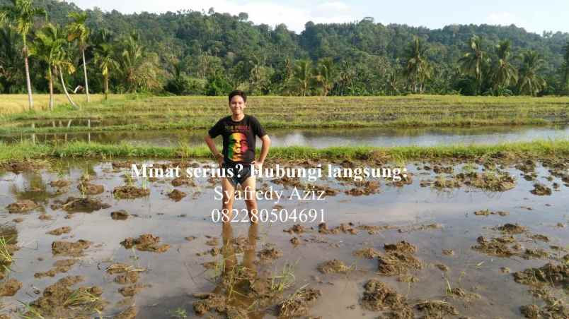 dijual tanah sawah luas lokasi strategis sumbar