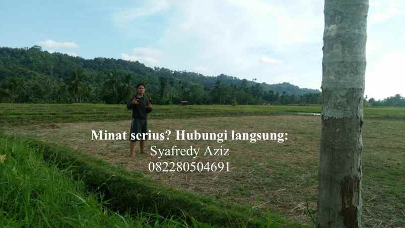 dijual tanah sawah luas lokasi strategis sumbar