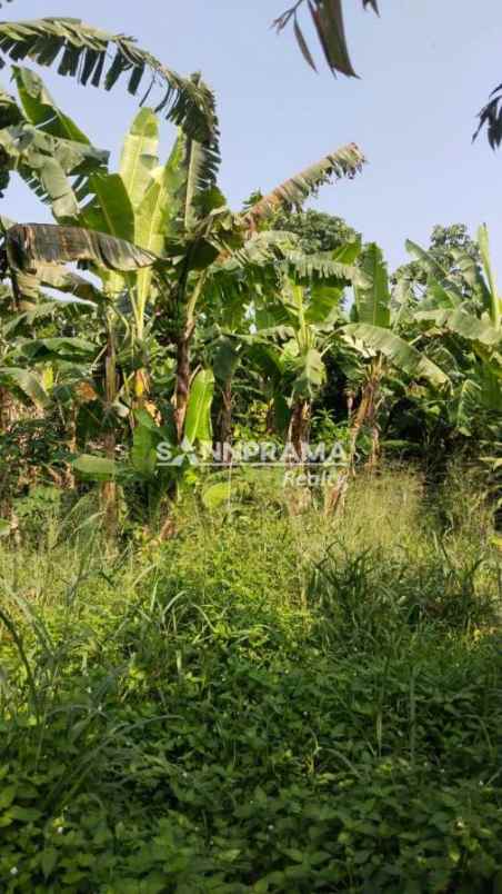 dijual tanah waru jaya bogor