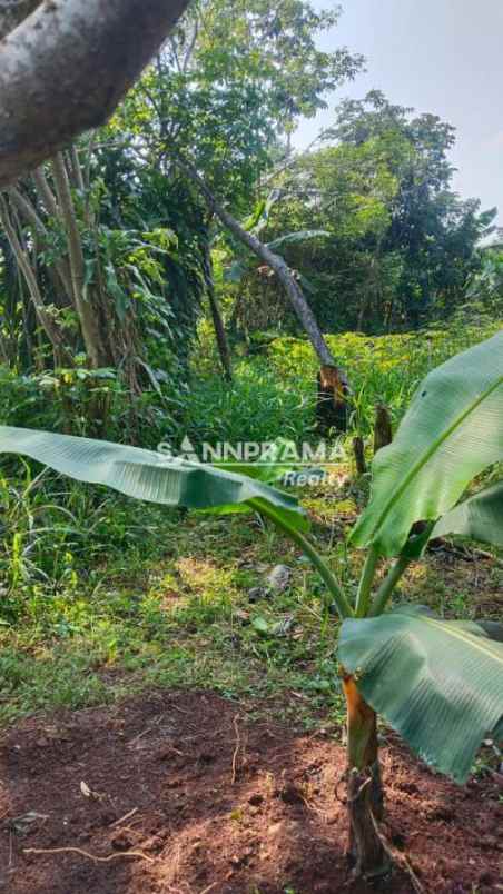 dijual tanah waru jaya bogor