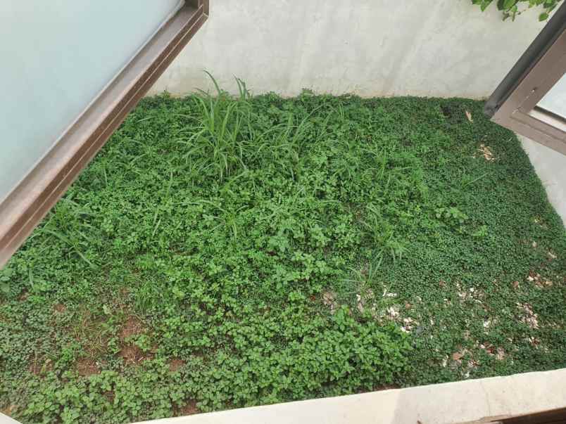 disewakan rumah cluster shinano jgc