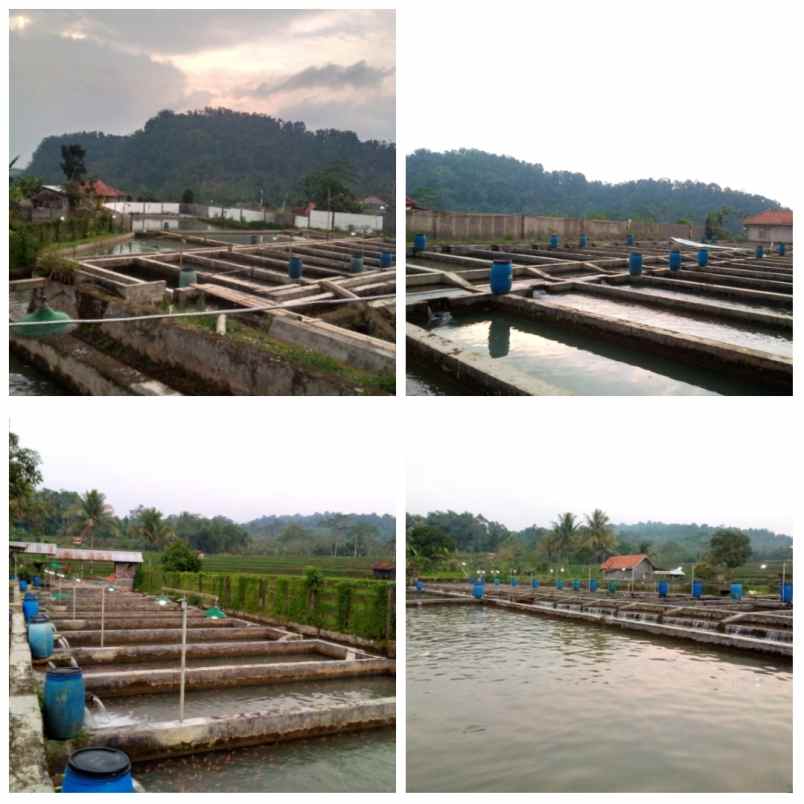 for sale kolam deras daerah purwakarta jawa barat