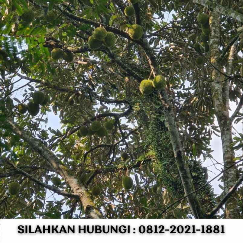 jual kebun durian 100 hektar di bogor