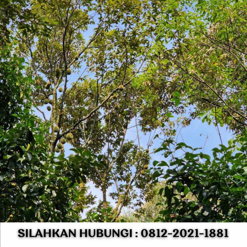 jual kebun durian 100 hektar di bogor