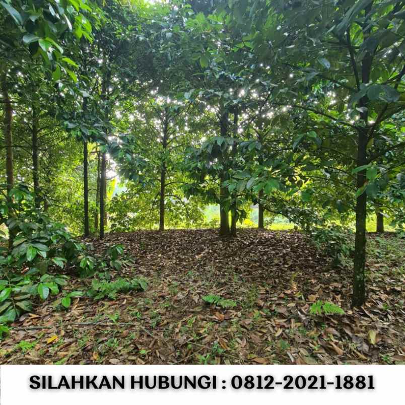 jual kebun durian 100 hektar di bogor