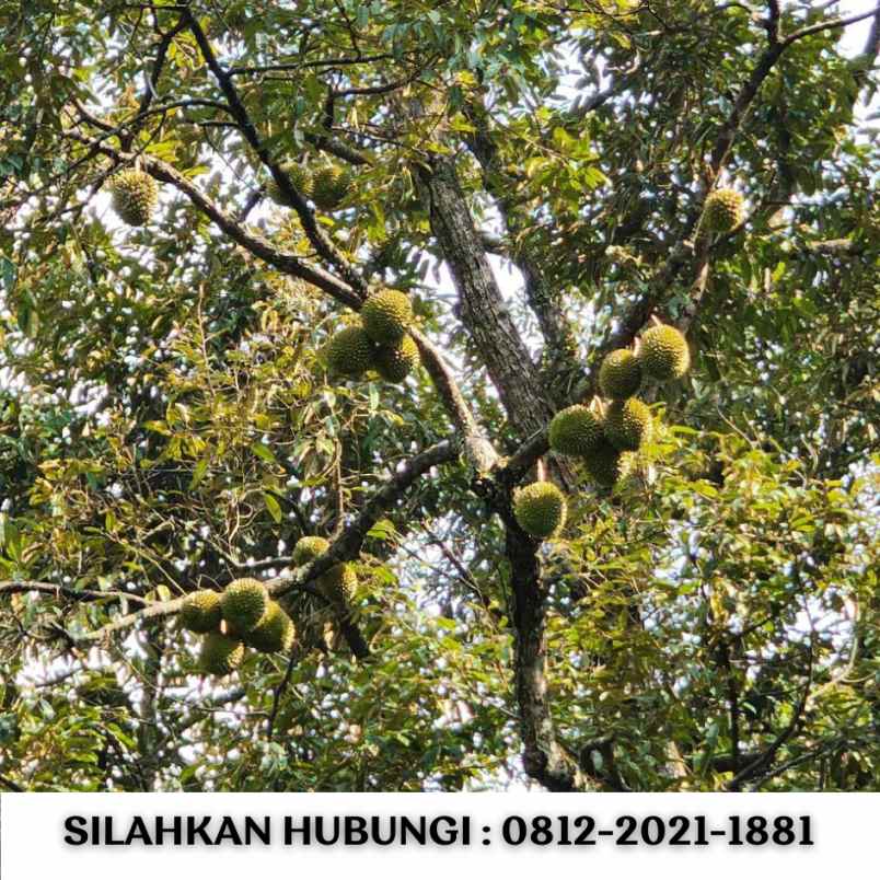 jual kebun durian 100 hektar di bogor