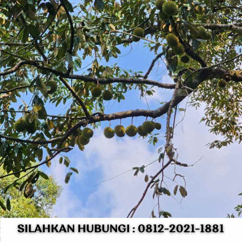 jual kebun durian 100 hektar di bogor