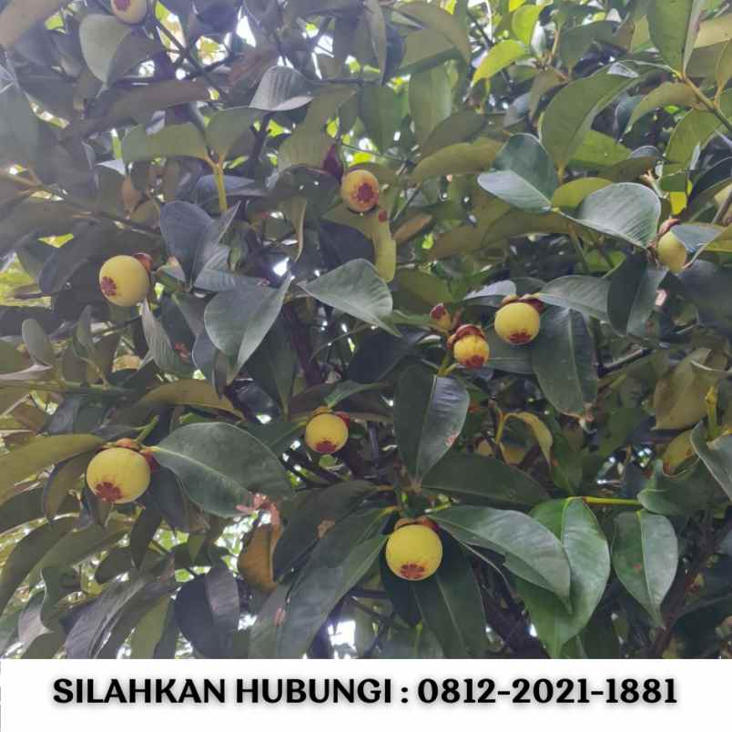 jual kebun durian 100 hektar di bogor