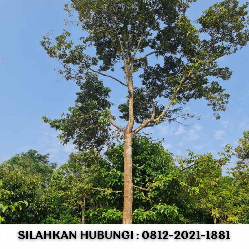 jual kebun durian 100 hektar di bogor