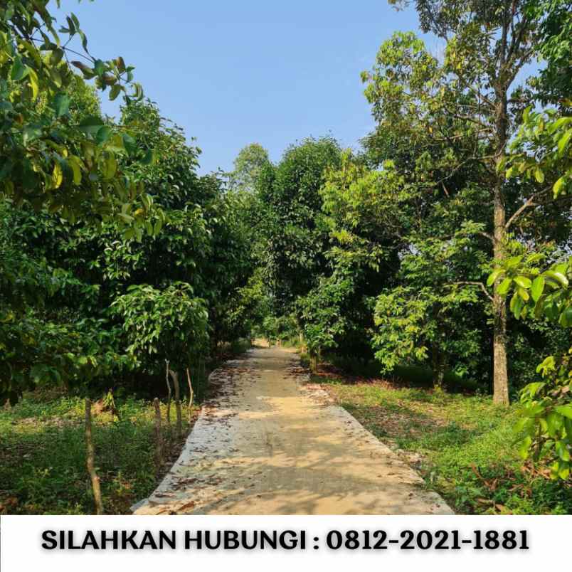 jual kebun durian 100 hektar di bogor