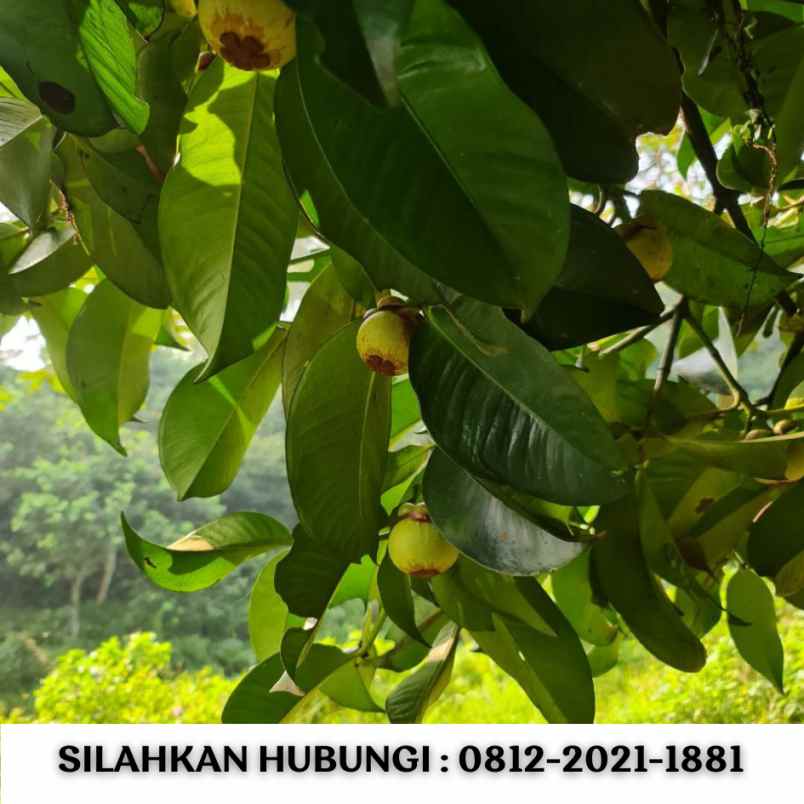 jual kebun durian 100 hektar di bogor