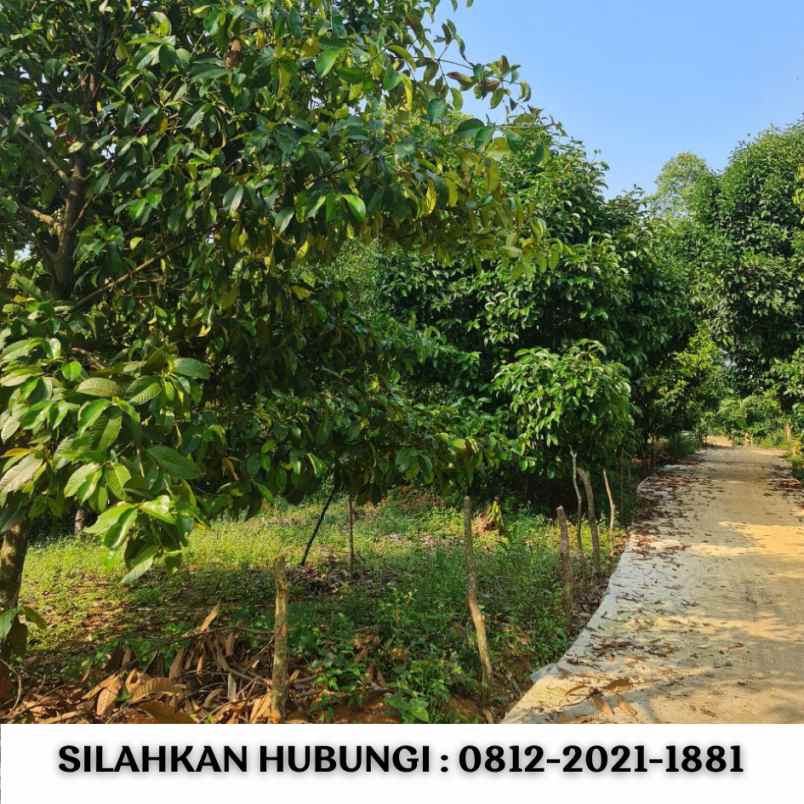 jual kebun durian 100 hektar di bogor