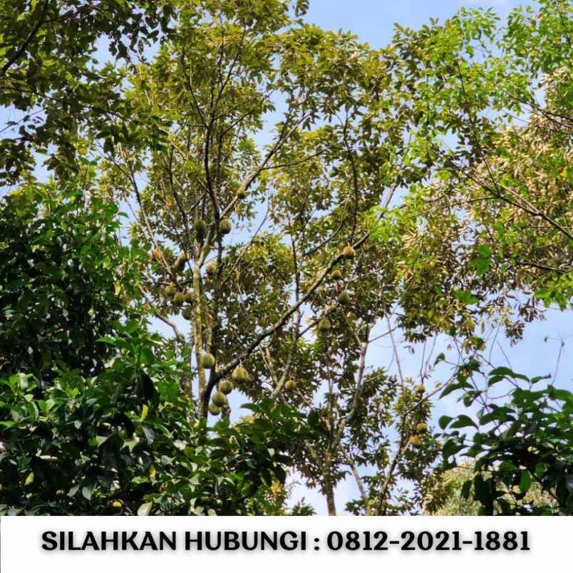 jual kebun durian 100 hektar di bogor