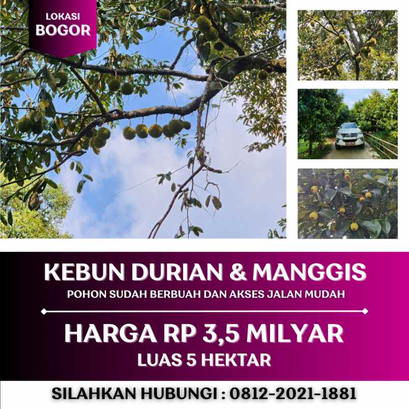 jual kebun durian di bogor sudah berbuah