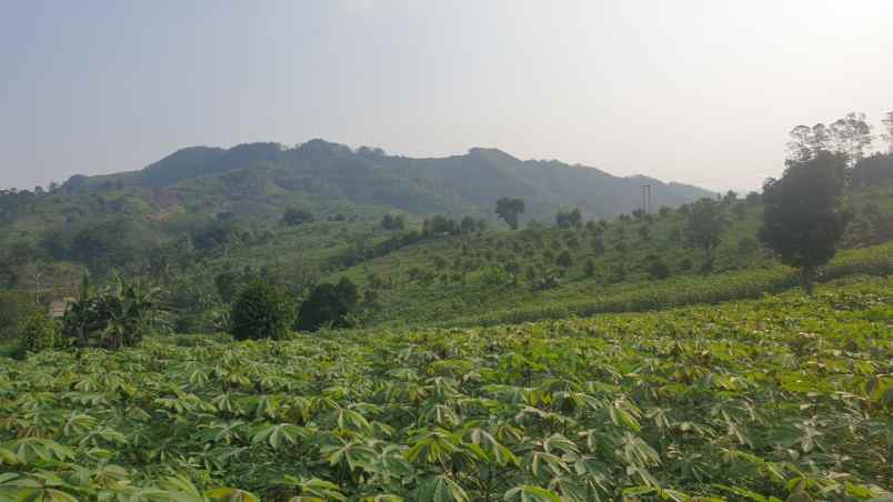 jual tanah kebun di mangunjaya kab sukabumi jawa barat