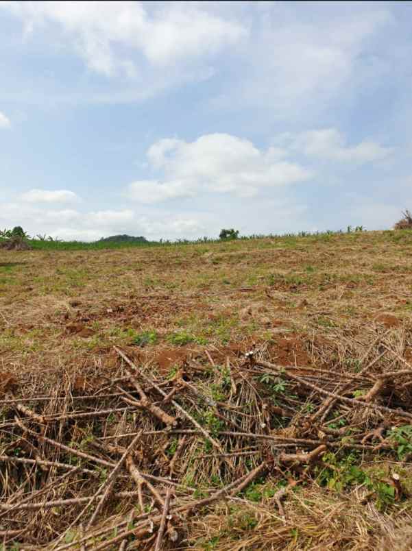 jual tanah kebun di mangunjaya kab sukabumi jawa barat