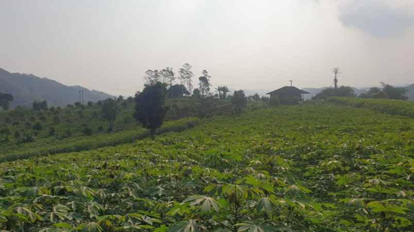 jual tanah kebun di mangunjaya kab sukabumi jawa barat