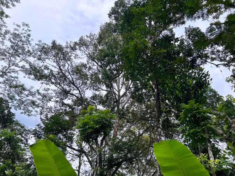 kebun durian 3232m tepi jl raya mojogedang karanganyar