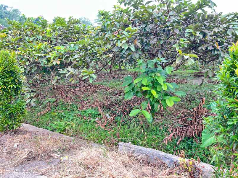 tanah 350 juta strategis kawasan wisata ngargoyoso