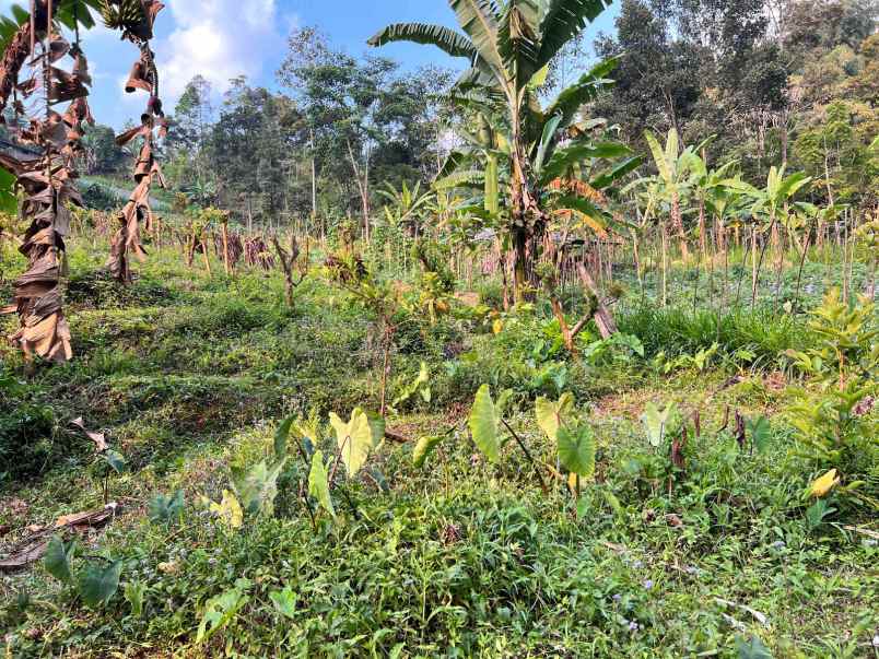 tanah ada sumber mata air kemuning karanganyar