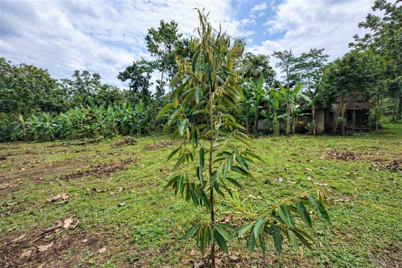 tanah kebun durian premium musangking bawor duri hitam
