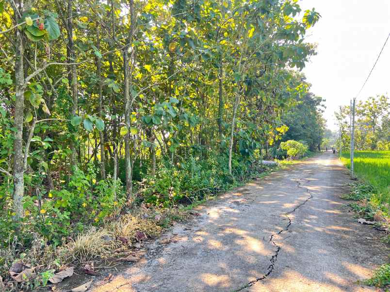 tanah kebun jati siap panen sragen