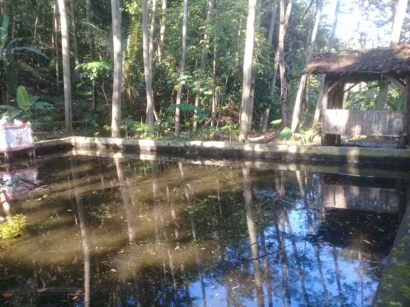 tanah kebun murah dan kolam ikan aktiv