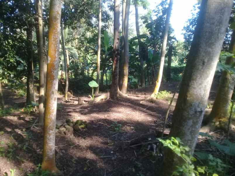 tanah kebun murah dan kolam ikan aktiv