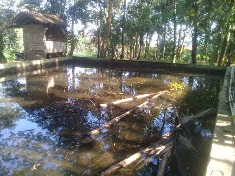 tanah kebun murah dan kolam ikan aktiv