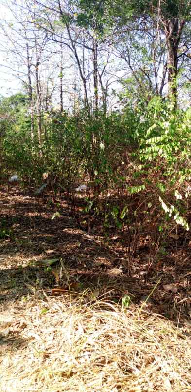 tanah kebun rata dan padat pinggiran kota