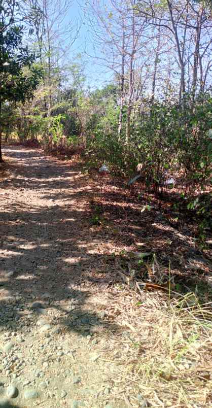 tanah kebun rata dan padat pinggiran kota