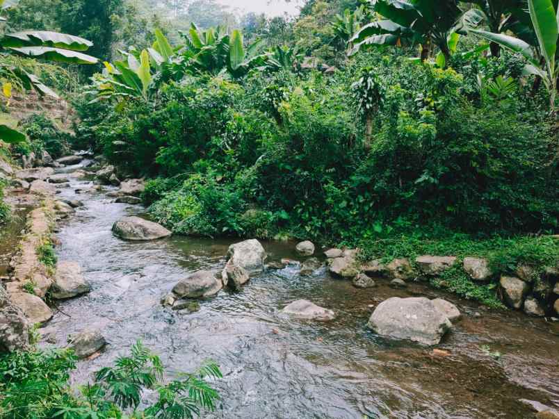 tanah kemuning ngargoyoso