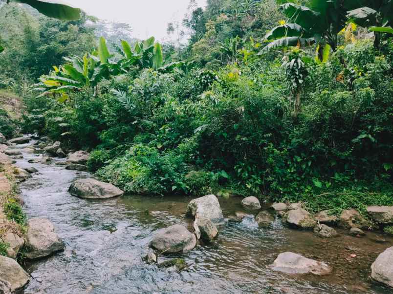 tanah kemuning ngargoyoso