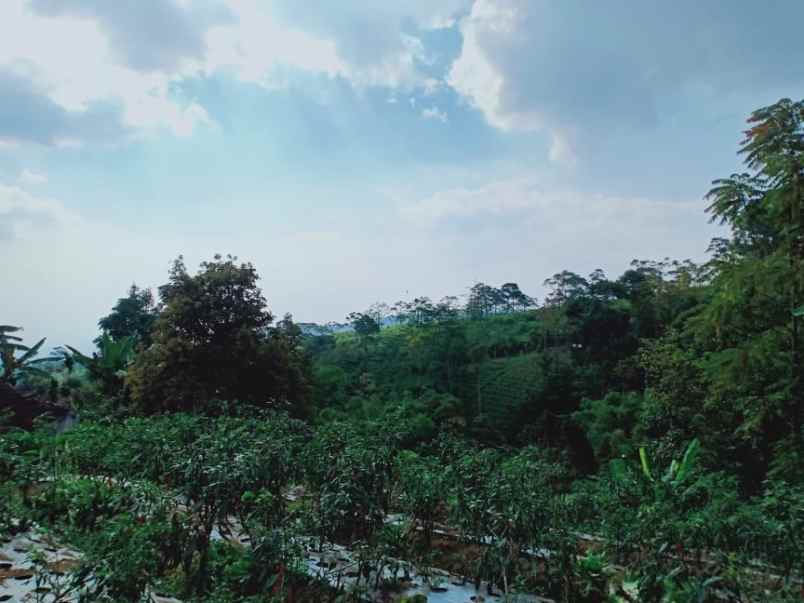 tanah kemuning ngargoyoso